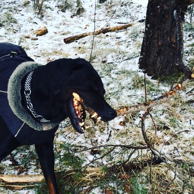 My dog Leon loves to play #dobermann