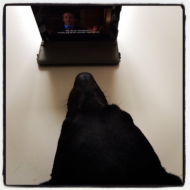 Breakfast Tv #dobermann