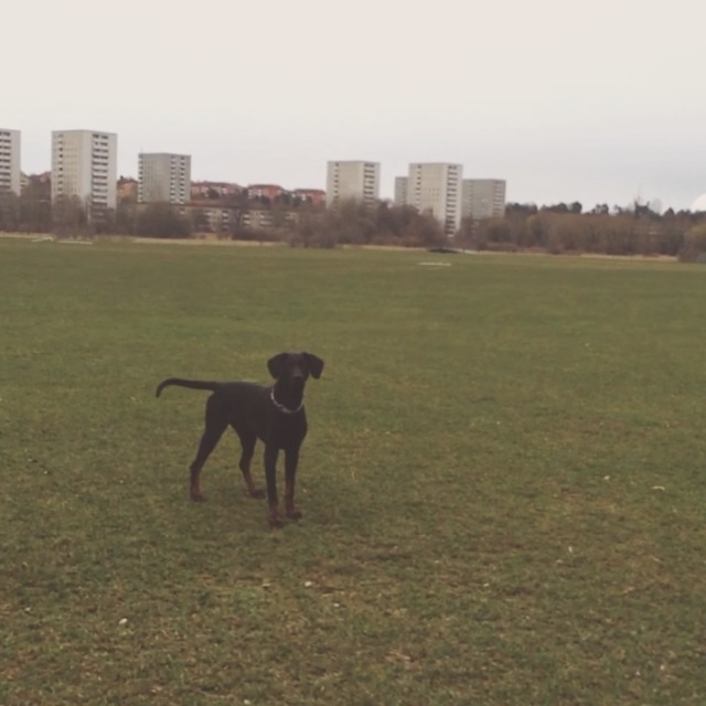 Min fina vovve #dobermann 11 år nu