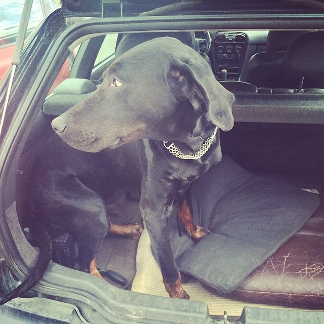 Thanks Daddy for The extra carbattery in The trunk! #dobermann