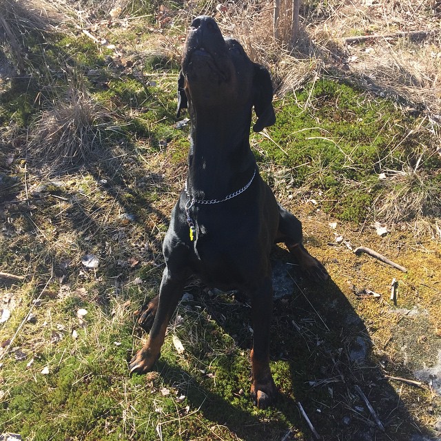 Älskar dig min trogna vän.  #leon #dobermann