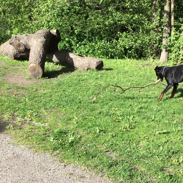 Rast och sedan jobba över idag.. #leon #dobermann #zeblopez #aalarm